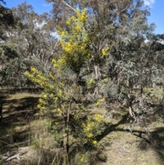 Acacia rubida at Downer, ACT - 21 Aug 2021