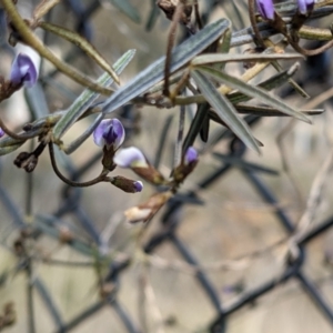 Glycine clandestina at Downer, ACT - 21 Aug 2021