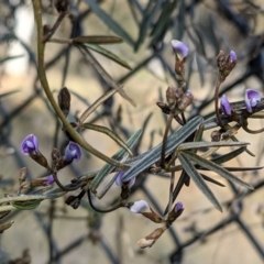 Glycine clandestina at Downer, ACT - 21 Aug 2021