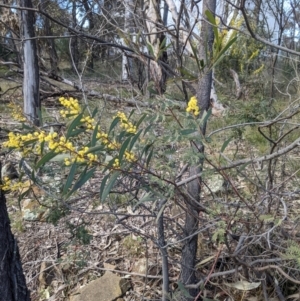 Acacia rubida at Downer, ACT - 21 Aug 2021