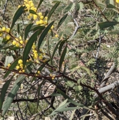 Acacia rubida at Downer, ACT - 21 Aug 2021