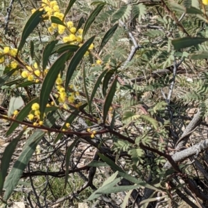 Acacia rubida at Downer, ACT - 21 Aug 2021 11:28 AM