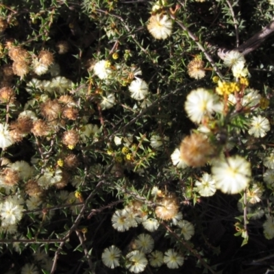 Acacia gunnii (Ploughshare Wattle) at Gossan Hill - 20 Aug 2021 by pinnaCLE