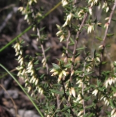 Leucopogon fletcheri subsp. brevisepalus (Twin Flower Beard-Heath) at Bruce, ACT - 20 Aug 2021 by pinnaCLE