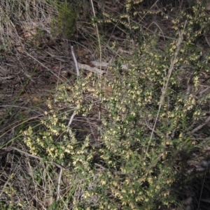 Styphelia fletcheri subsp. brevisepala at Bruce, ACT - 20 Aug 2021