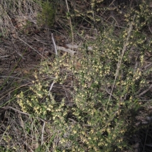 Leucopogon fletcheri subsp. brevisepalus at Bruce, ACT - 20 Aug 2021