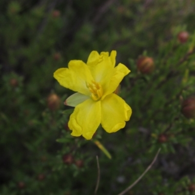Hibbertia calycina (Lesser Guinea-flower) at Gossan Hill - 20 Aug 2021 by pinnaCLE