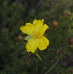 Hibbertia calycina (Lesser Guinea-flower) at Bruce, ACT - 20 Aug 2021 by pinnaCLE