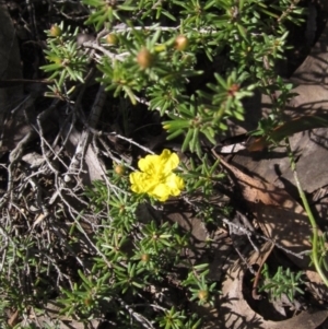 Hibbertia calycina at Bruce, ACT - 20 Aug 2021