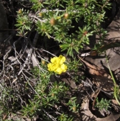 Hibbertia calycina at Bruce, ACT - 20 Aug 2021