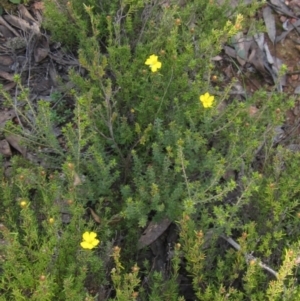 Hibbertia calycina at Bruce, ACT - 20 Aug 2021 02:20 PM