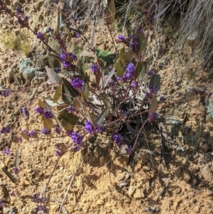 Hardenbergia violacea at Downer, ACT - 21 Aug 2021
