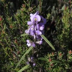 Hovea heterophylla (Common Hovea) at Bruce, ACT - 20 Aug 2021 by pinnaCLE