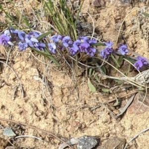 Hovea heterophylla at Downer, ACT - 21 Aug 2021