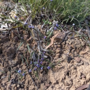 Hovea heterophylla at Downer, ACT - 21 Aug 2021