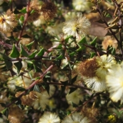 Acacia gunnii (Ploughshare Wattle) at Bruce, ACT - 20 Aug 2021 by pinnaCLE