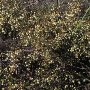 Acacia gunnii at Bruce, ACT - 20 Aug 2021