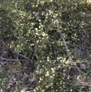 Acacia gunnii at Bruce, ACT - 20 Aug 2021 02:36 PM