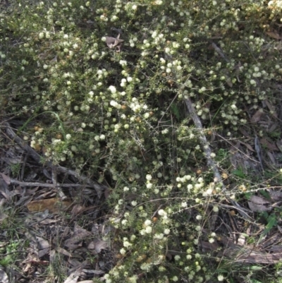 Acacia gunnii (Ploughshare Wattle) at Gossan Hill - 20 Aug 2021 by pinnaCLE