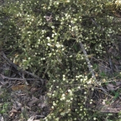 Acacia gunnii (Ploughshare Wattle) at Bruce, ACT - 20 Aug 2021 by pinnaCLE