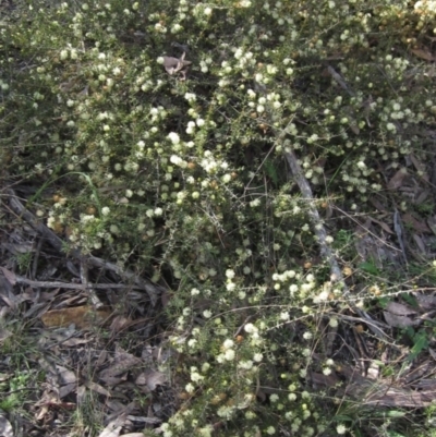 Acacia gunnii (Ploughshare Wattle) at Point 479 - 20 Aug 2021 by pinnaCLE
