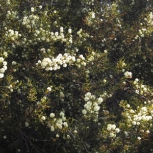 Acacia genistifolia at Bruce, ACT - 20 Aug 2021 02:49 PM