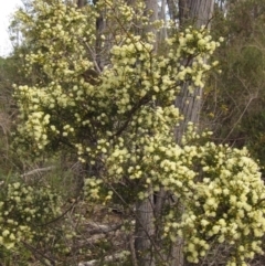 Acacia genistifolia at Bruce, ACT - 20 Aug 2021
