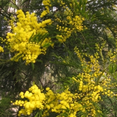 Acacia decurrens (Green Wattle) at Gossan Hill - 21 Aug 2021 by pinnaCLE