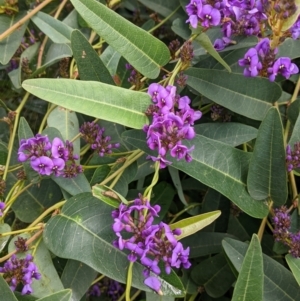 Hardenbergia violacea at Thurgoona, NSW - 21 Aug 2021