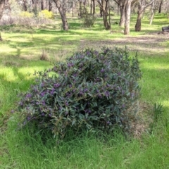 Hardenbergia violacea at Thurgoona, NSW - 21 Aug 2021