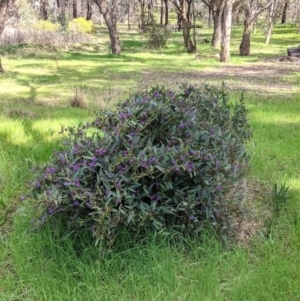 Hardenbergia violacea at Thurgoona, NSW - 21 Aug 2021
