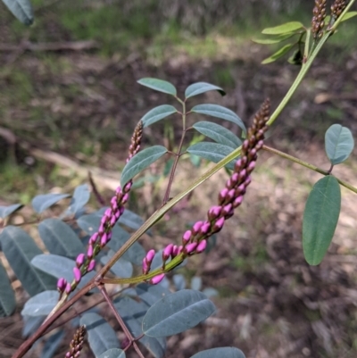 Indigofera australis subsp. australis (Australian Indigo) at Charles Sturt University - 21 Aug 2021 by Darcy