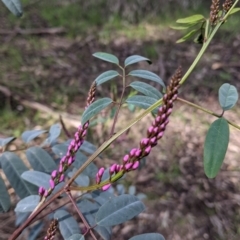 Indigofera australis subsp. australis (Australian Indigo) at Eight Mile Creek - 21 Aug 2021 by Darcy