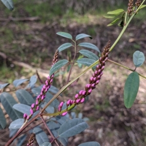 Indigofera australis subsp. australis at Thurgoona, NSW - 21 Aug 2021