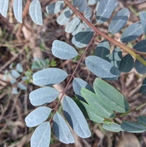 Indigofera australis subsp. australis at Thurgoona, NSW - 21 Aug 2021 10:57 AM