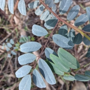 Indigofera australis subsp. australis at Thurgoona, NSW - 21 Aug 2021