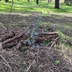 Indigofera australis subsp. australis at Thurgoona, NSW - 21 Aug 2021 10:57 AM
