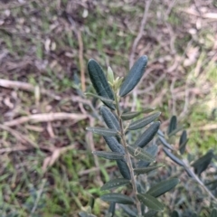 Olea europaea (Common Olive) at Albury - 21 Aug 2021 by Darcy