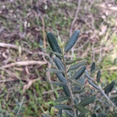 Olea europaea (Common Olive) at Albury - 21 Aug 2021 by Darcy