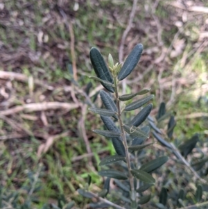 Olea europaea at Thurgoona, NSW - 21 Aug 2021 10:57 AM