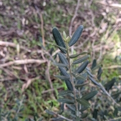 Olea europaea at Thurgoona, NSW - 21 Aug 2021