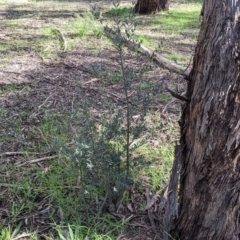 Olea europaea at Thurgoona, NSW - 21 Aug 2021 10:57 AM