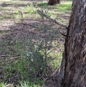 Olea europaea at Thurgoona, NSW - 21 Aug 2021 10:57 AM