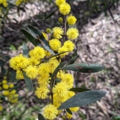 Acacia verniciflua (Varnish Wattle) at Thurgoona, NSW - 21 Aug 2021 by Darcy