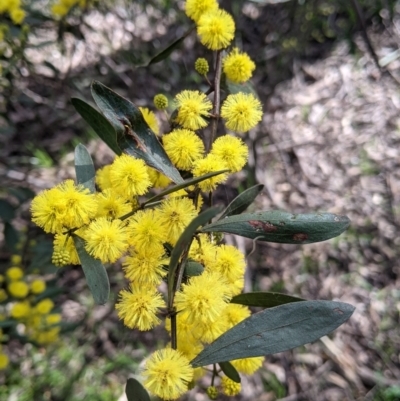 Acacia verniciflua (Varnish Wattle) at Thurgoona, NSW - 21 Aug 2021 by Darcy