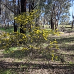 Acacia verniciflua at Thurgoona, NSW - 21 Aug 2021