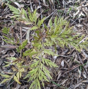 Grevillea robusta at Thurgoona, NSW - 21 Aug 2021 10:59 AM