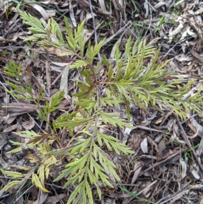 Grevillea robusta (Silky Oak) at Monitoring Site 016 - Revegetation - 21 Aug 2021 by Darcy