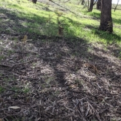 Grevillea robusta at Thurgoona, NSW - 21 Aug 2021