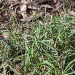 Xerochrysum viscosum (Sticky Everlasting) at Thurgoona, NSW - 21 Aug 2021 by Darcy